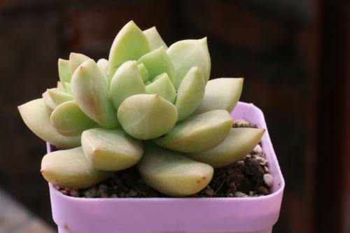 永4.2Ԫ㽭һҽթƭ